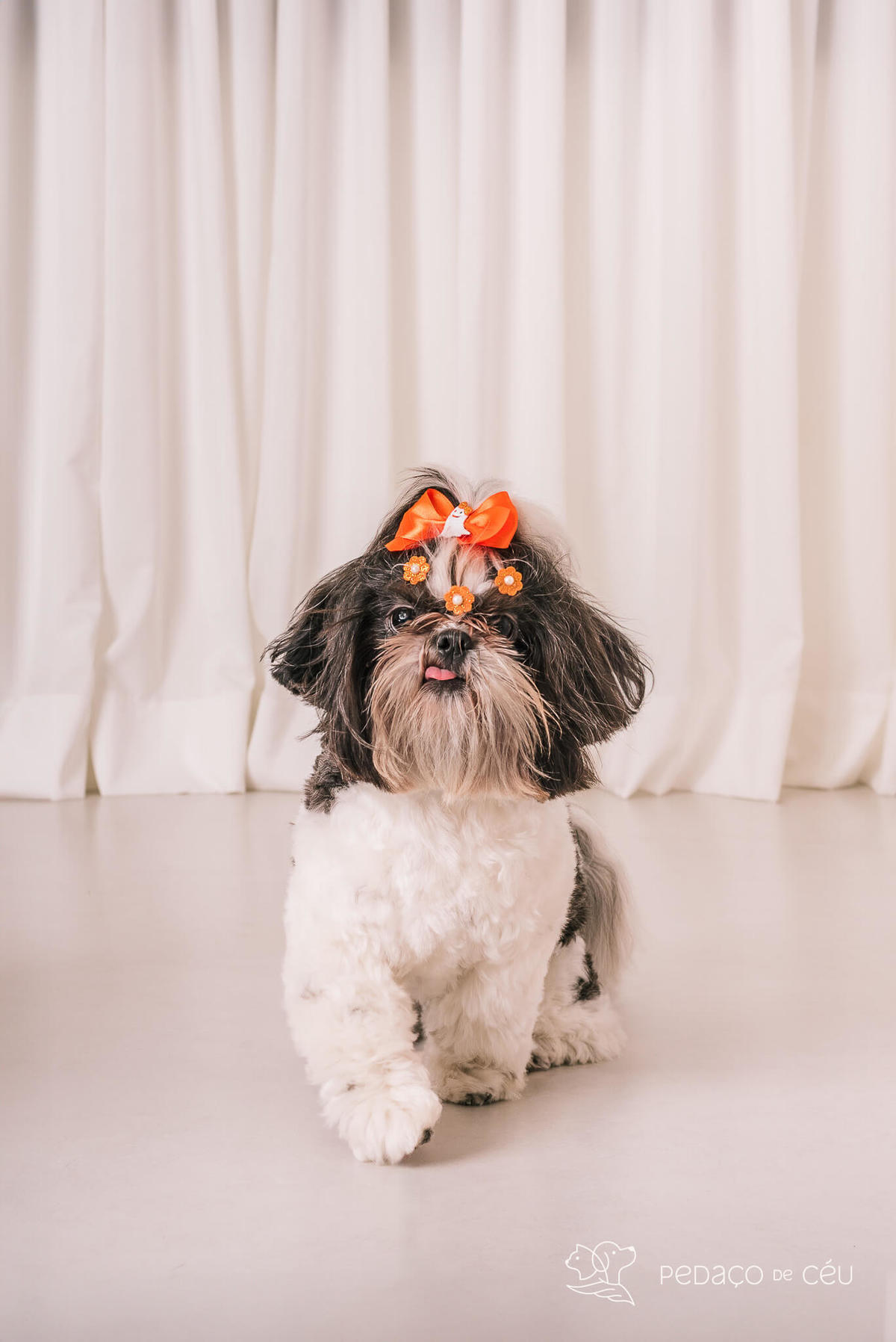 Ensaio shih tzu Rio de Janeiro