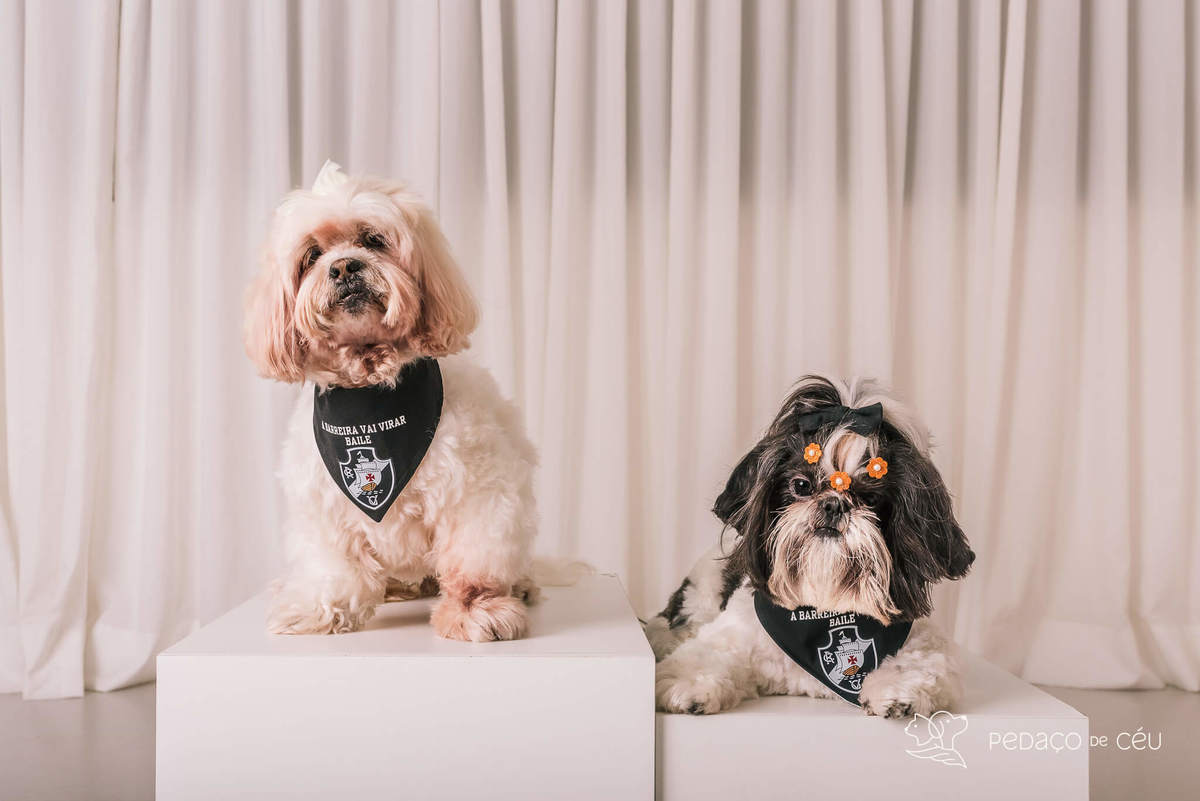 Ensaio shih tzu Rio de Janeiro