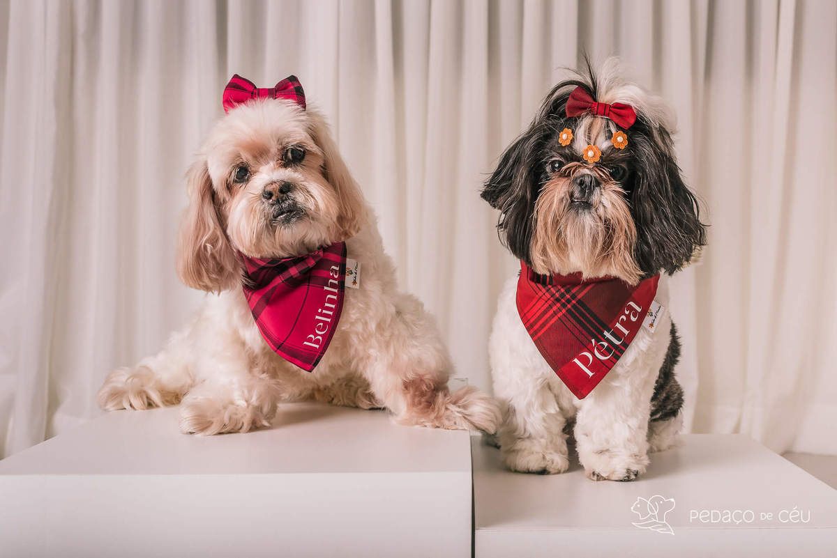 Ensaio shih tzu Rio de Janeiro