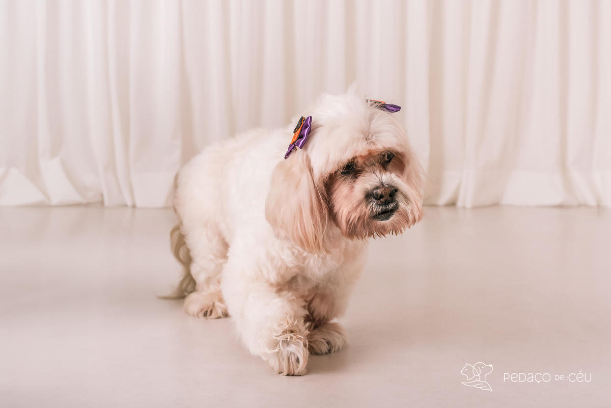 Ensaio shih tzu Rio de Janeiro