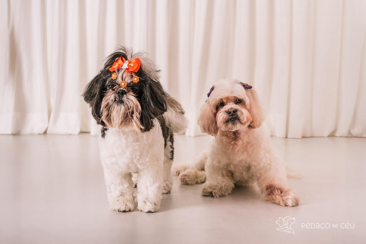 Ensaio shih tzu Rio de Janeiro