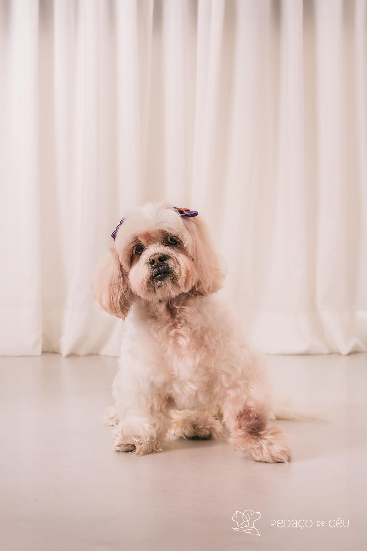 Ensaio shih tzu Rio de Janeiro