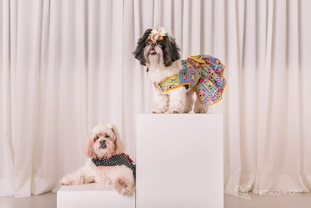 Ensaio shih tzu Rio de Janeiro