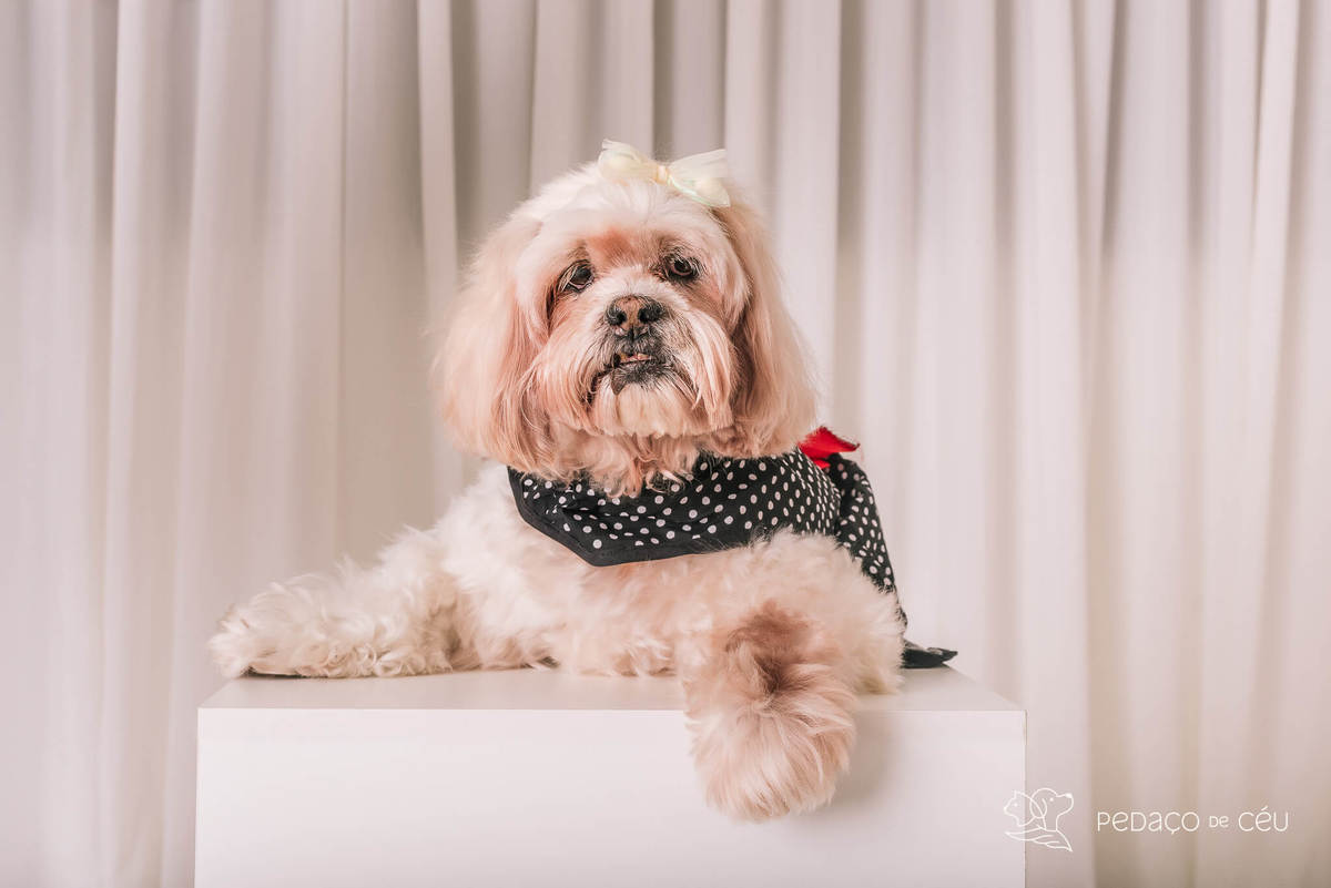 Ensaio shih tzu Rio de Janeiro