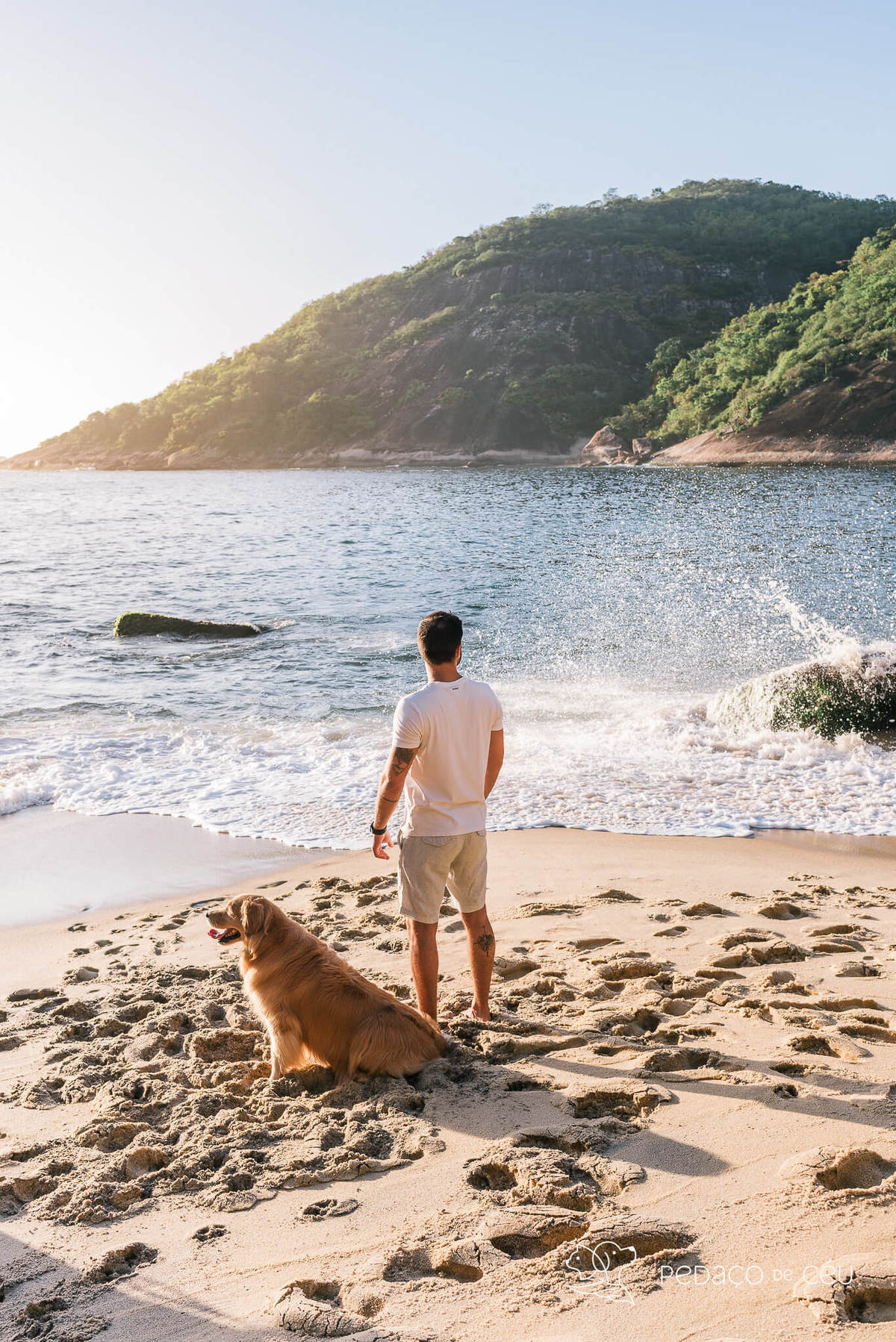 Ensaio pet Golden externo Rio de Janeiro 