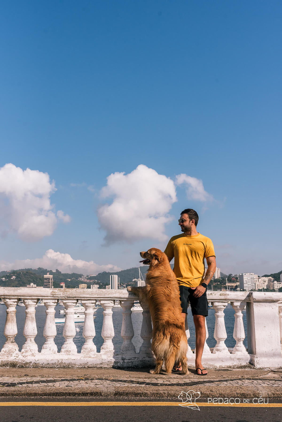 Ensaio pet Golden externo Rio de Janeiro 