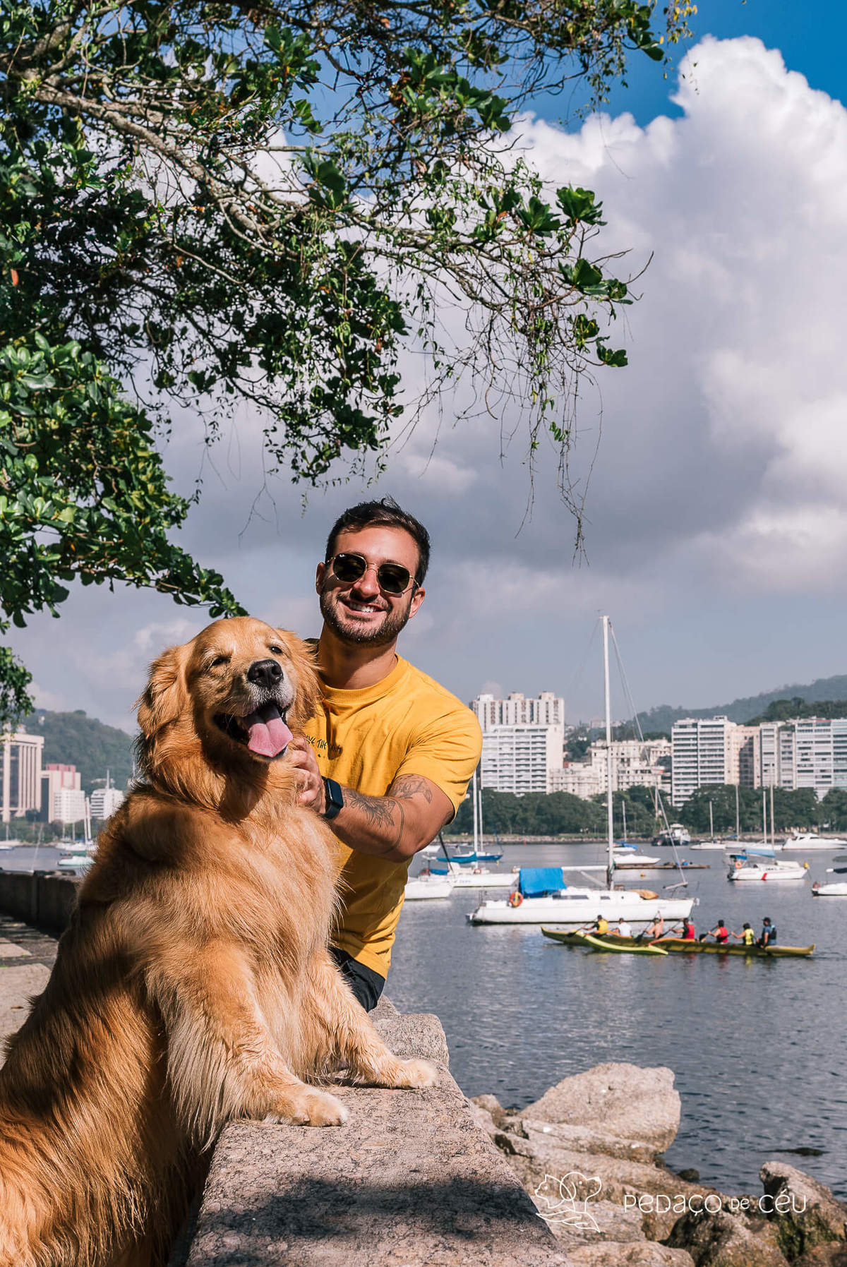Ensaio pet Golden externo Rio de Janeiro 