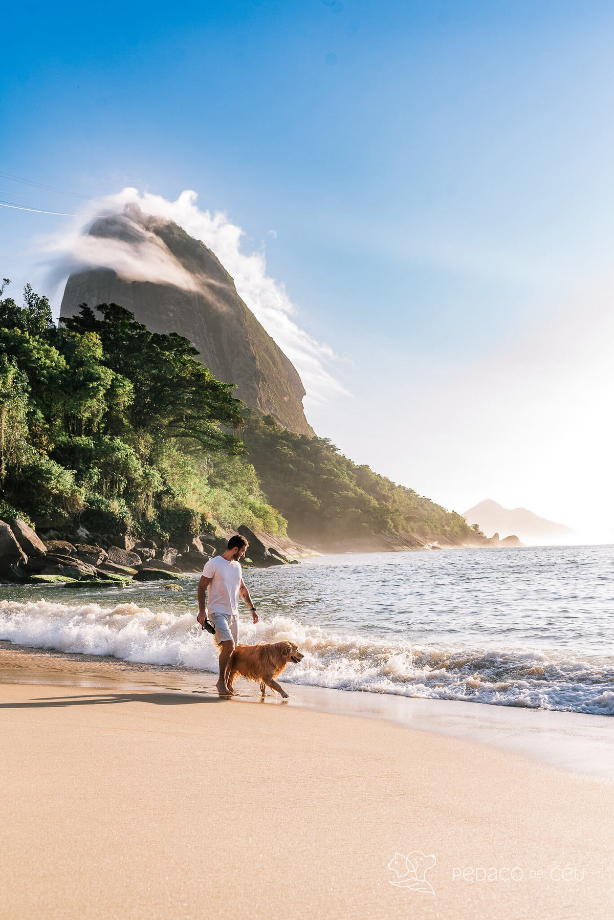 Ensaio pet Golden externo Rio de Janeiro 