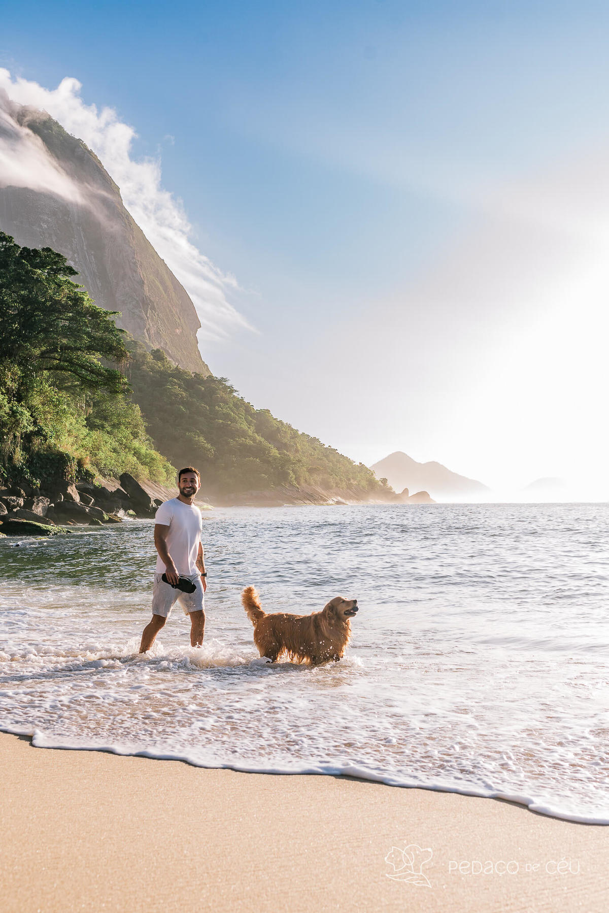Ensaio pet Golden externo Rio de Janeiro 