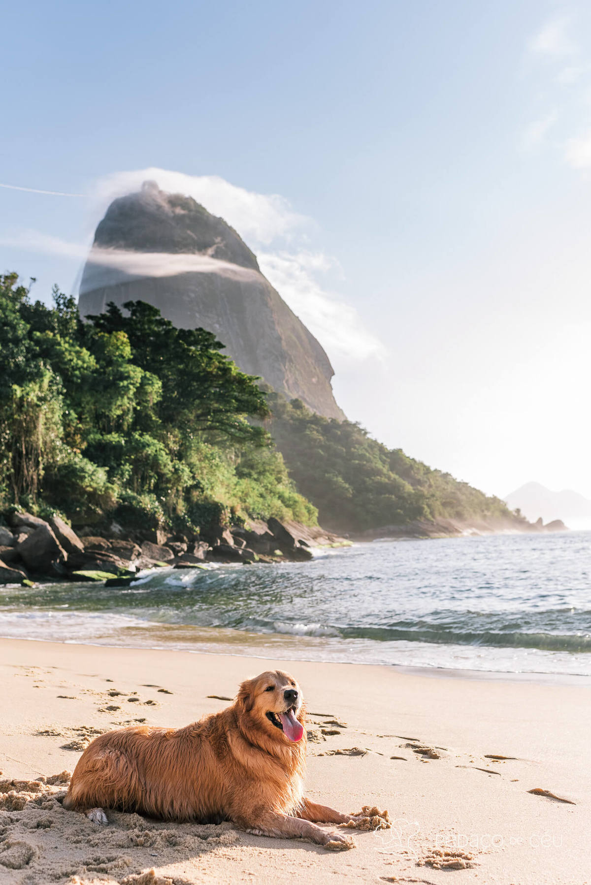 Ensaio pet Golden externo Rio de Janeiro 