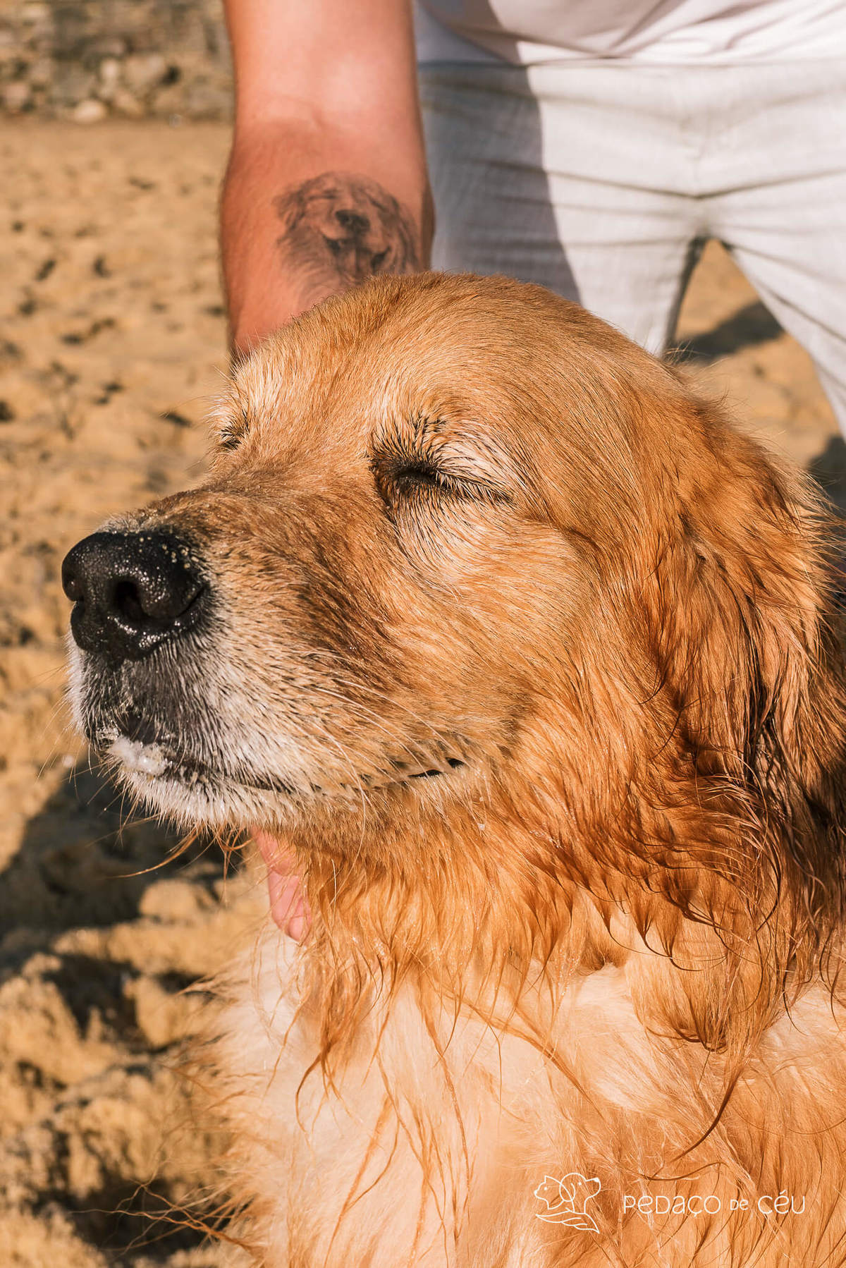 Ensaio pet Golden externo Rio de Janeiro 