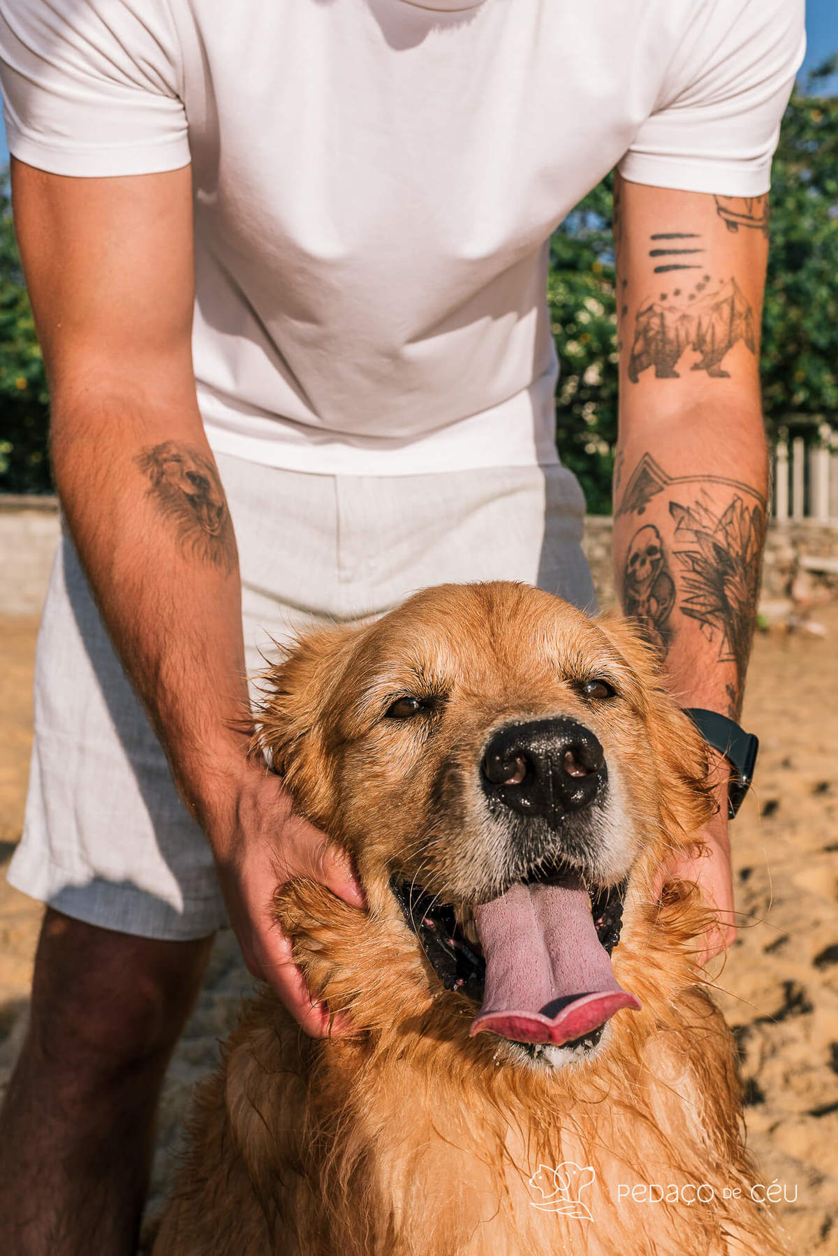 Ensaio pet Golden externo Rio de Janeiro 