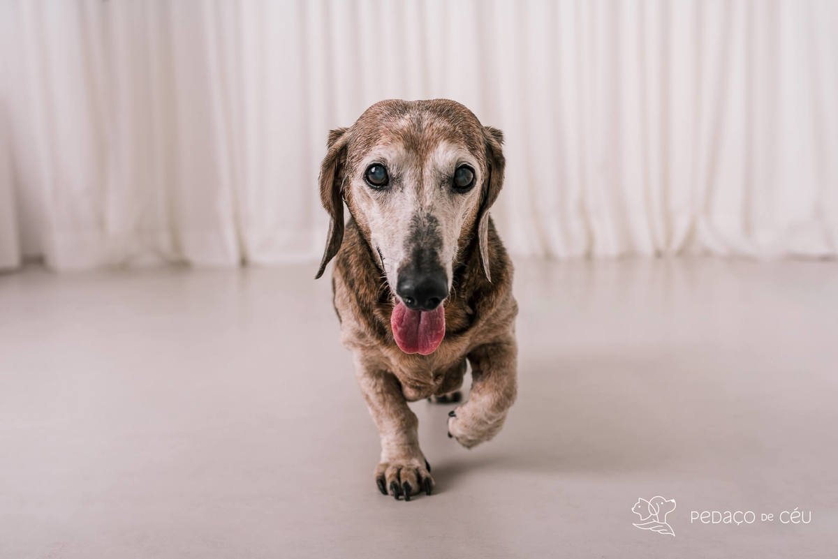Ensaio Dachshund Rio de Janeiro 
