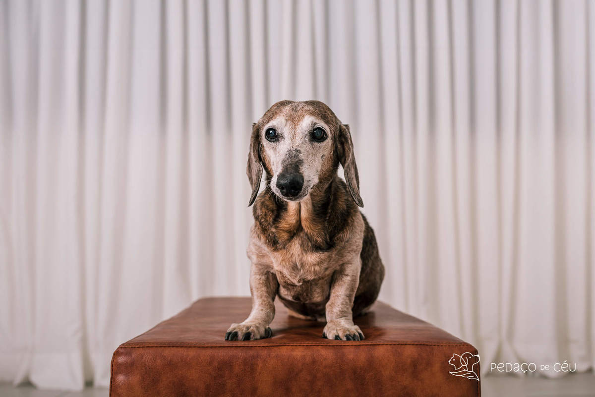 Ensaio Dachshund Rio de Janeiro 