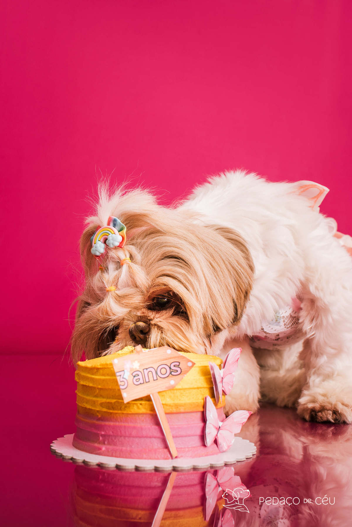 Ensaio Shih Tzu Rio de Janeiro 