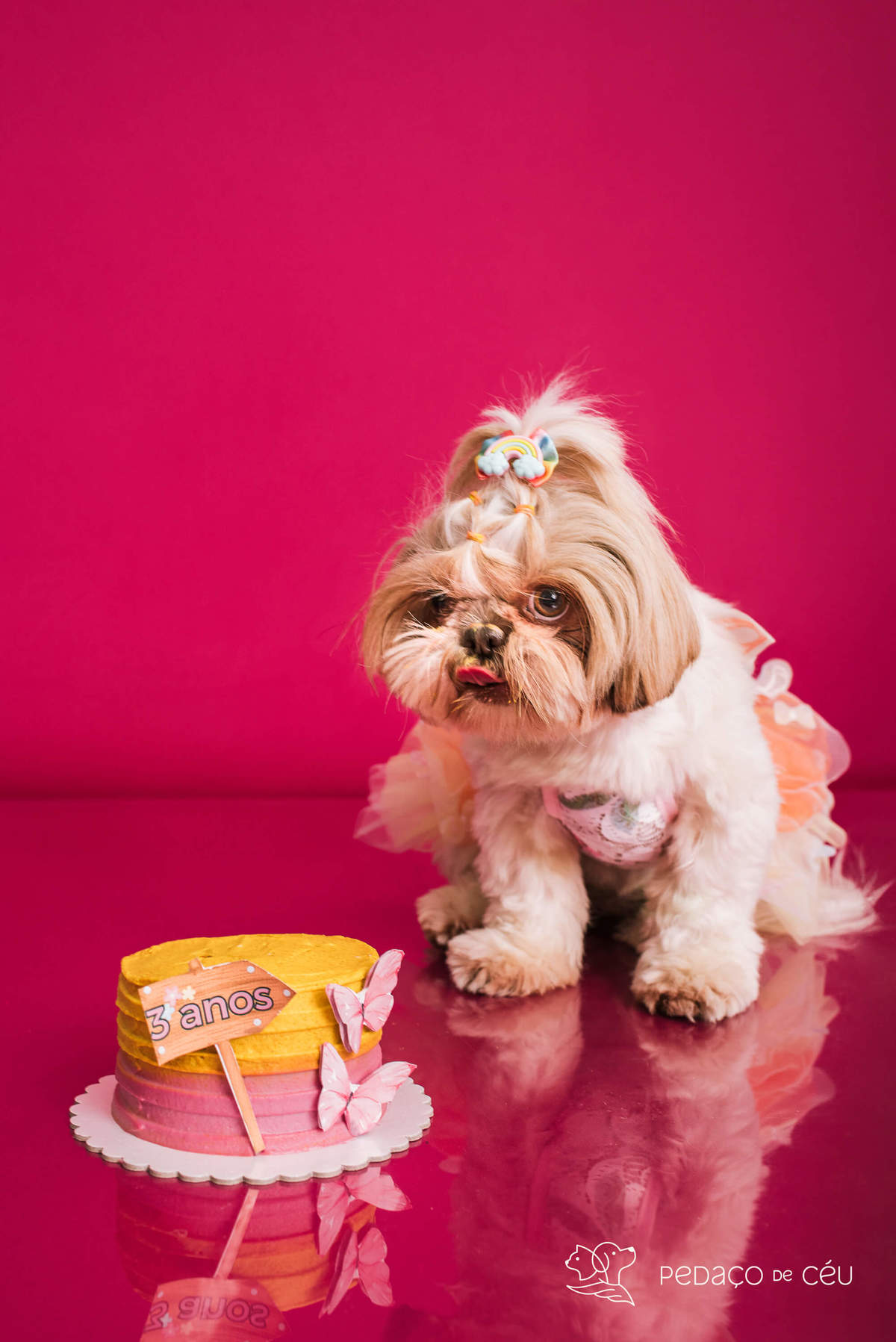 Ensaio Shih Tzu Rio de Janeiro 