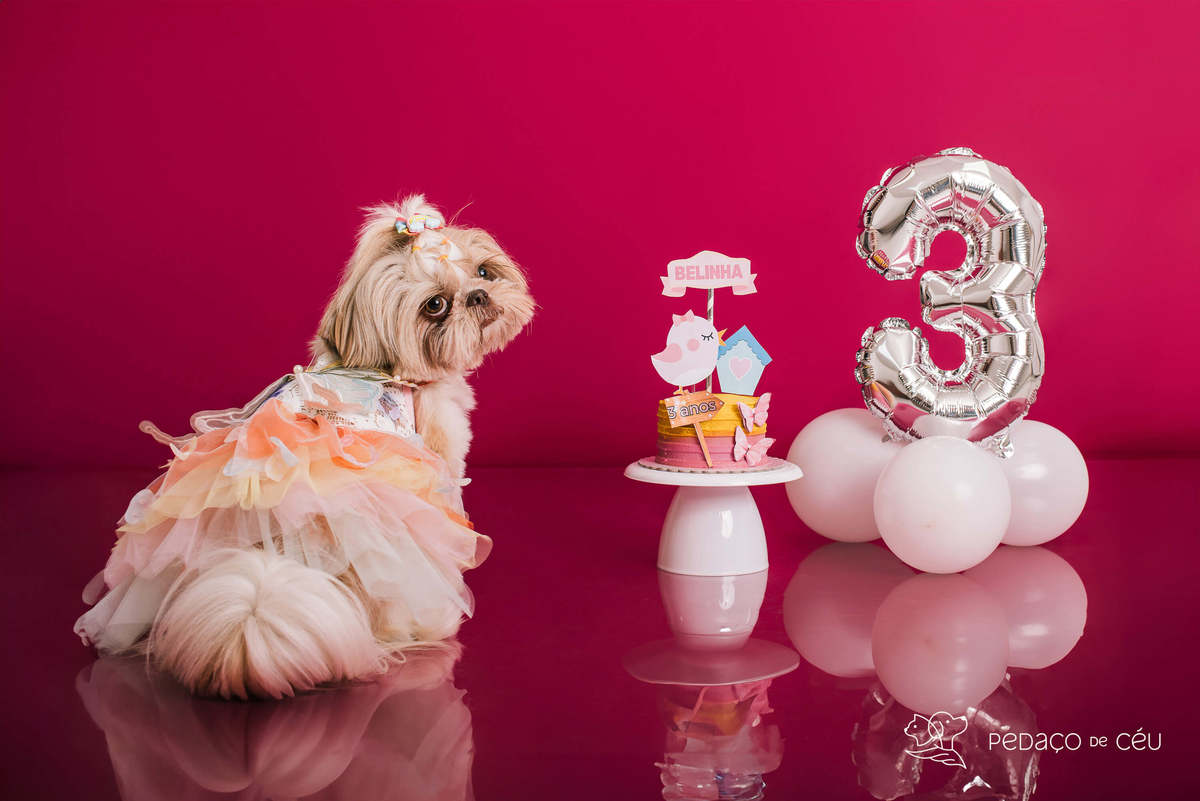 Ensaio Shih Tzu Rio de Janeiro 