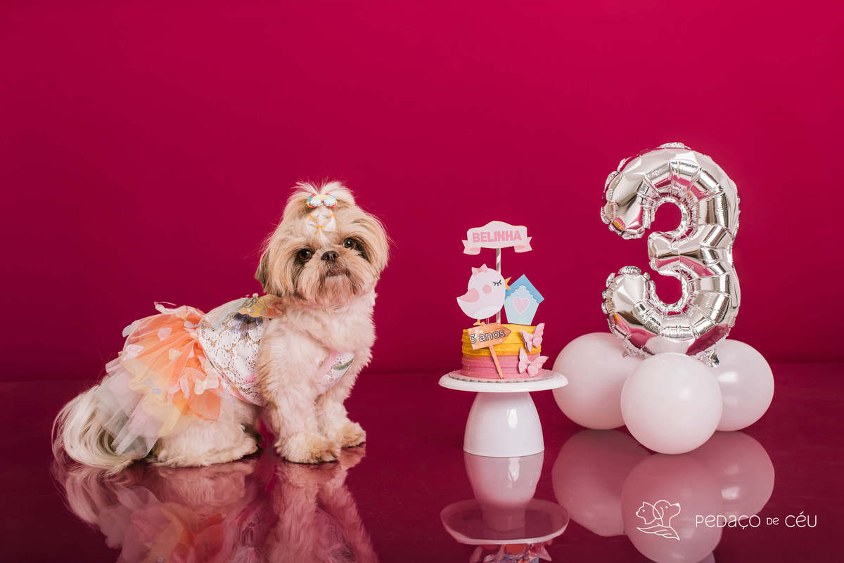 Ensaio Shih Tzu Rio de Janeiro 