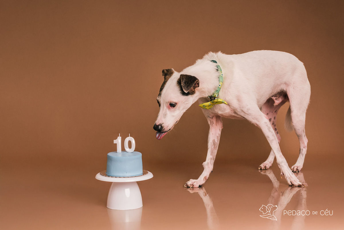 Ensaio pet srd em família com bolo pra cachorro
