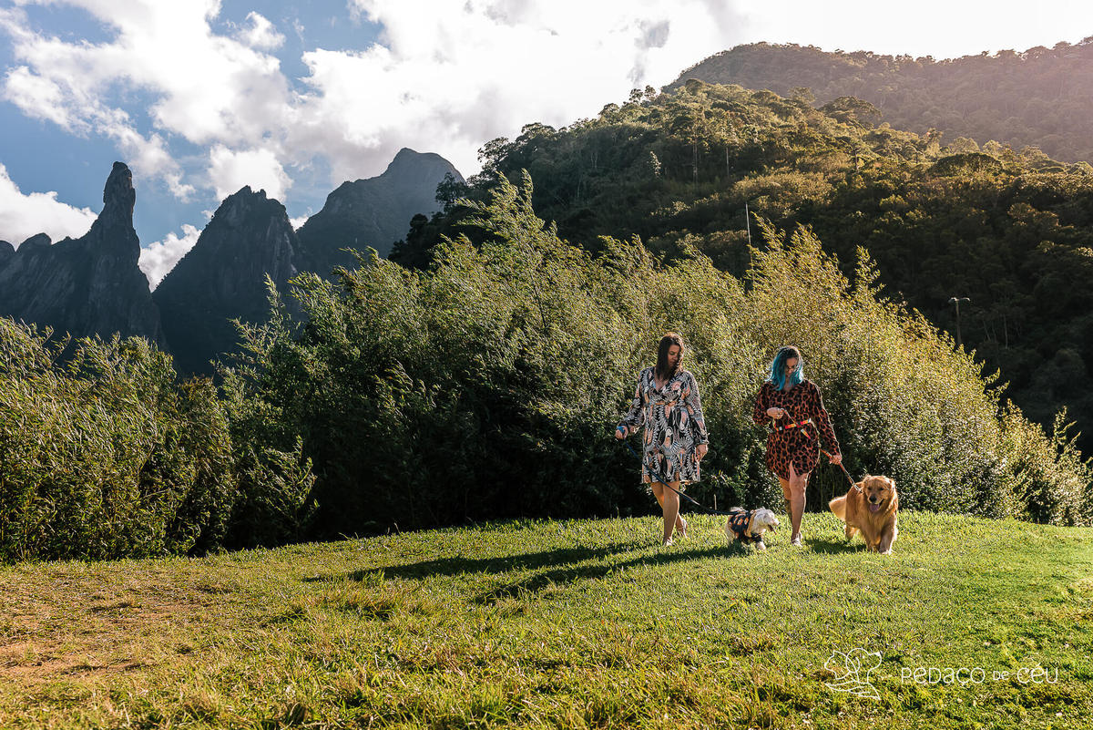 ensaio golden retriever teresopolis
