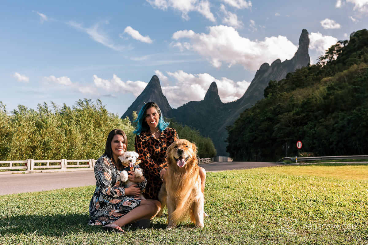 ensaio golden retriever teresopolis