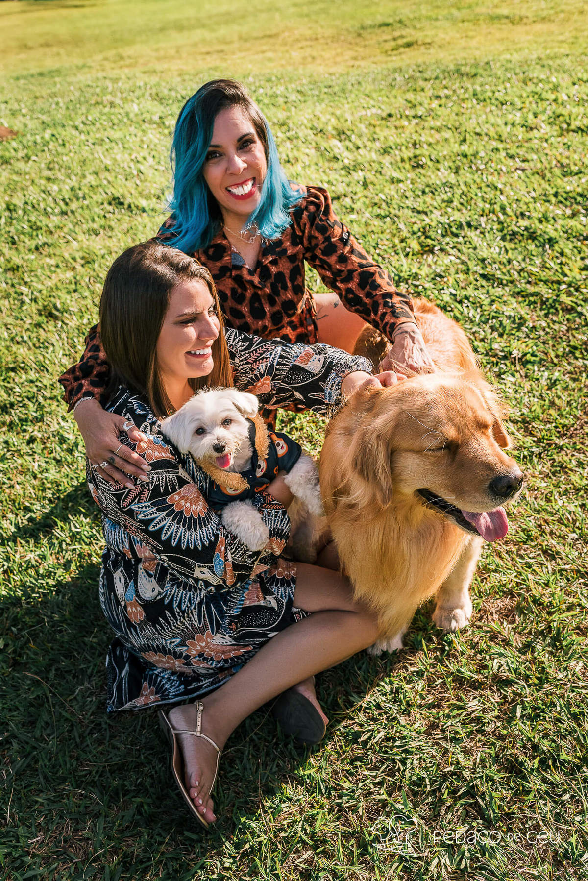 ensaio golden retriever teresopolis