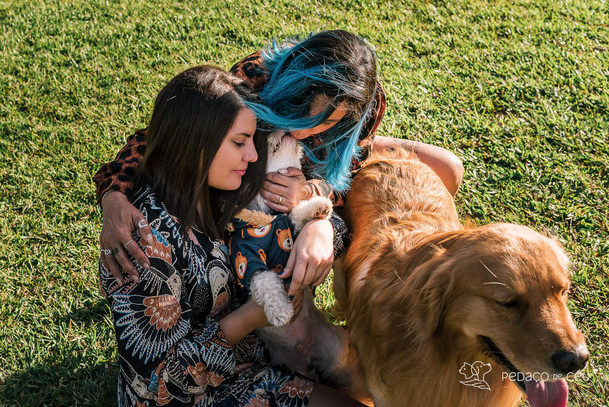 ensaio golden retriever teresopolis