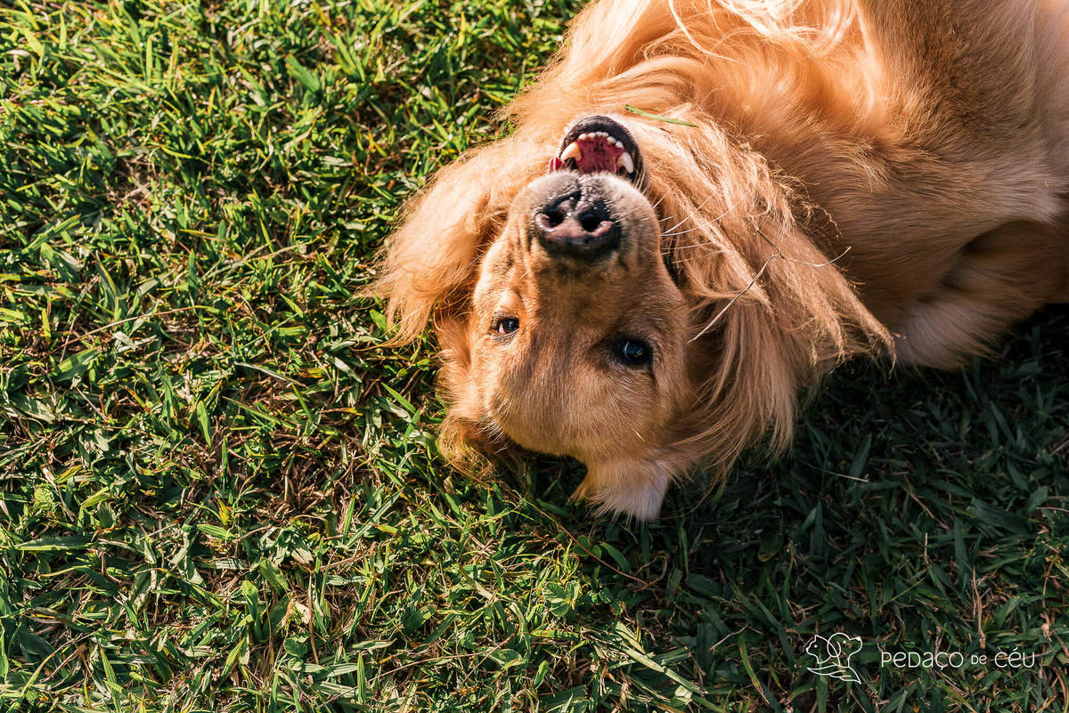 ensaio golden retriever teresopolis