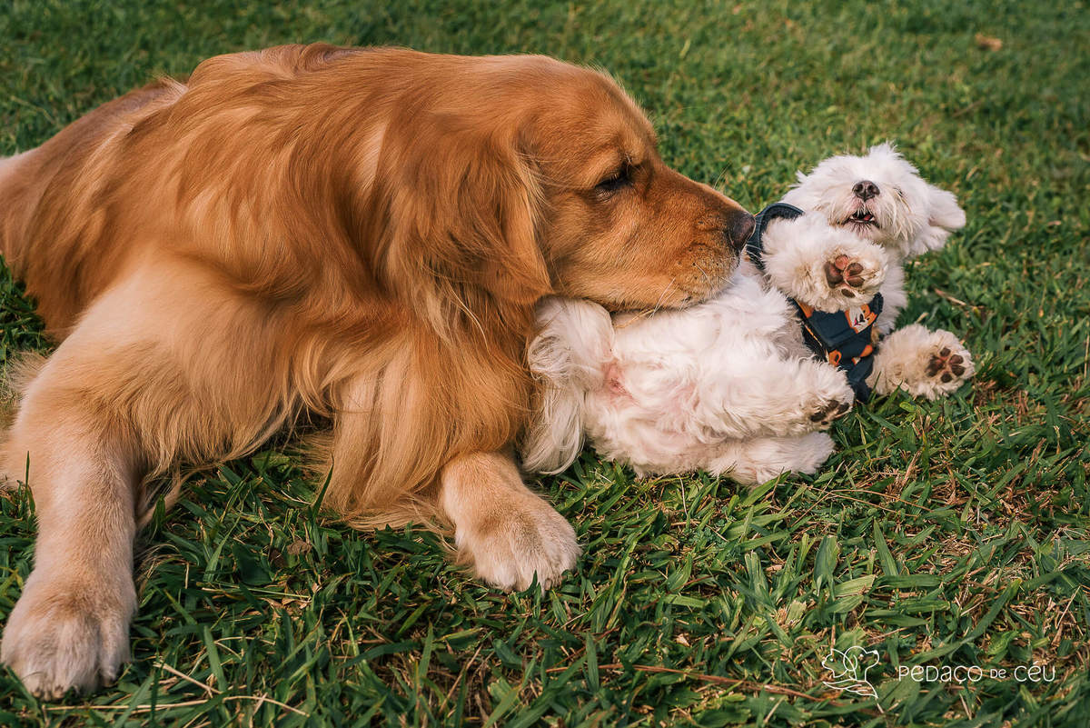 ensaio golden retriever teresopolis