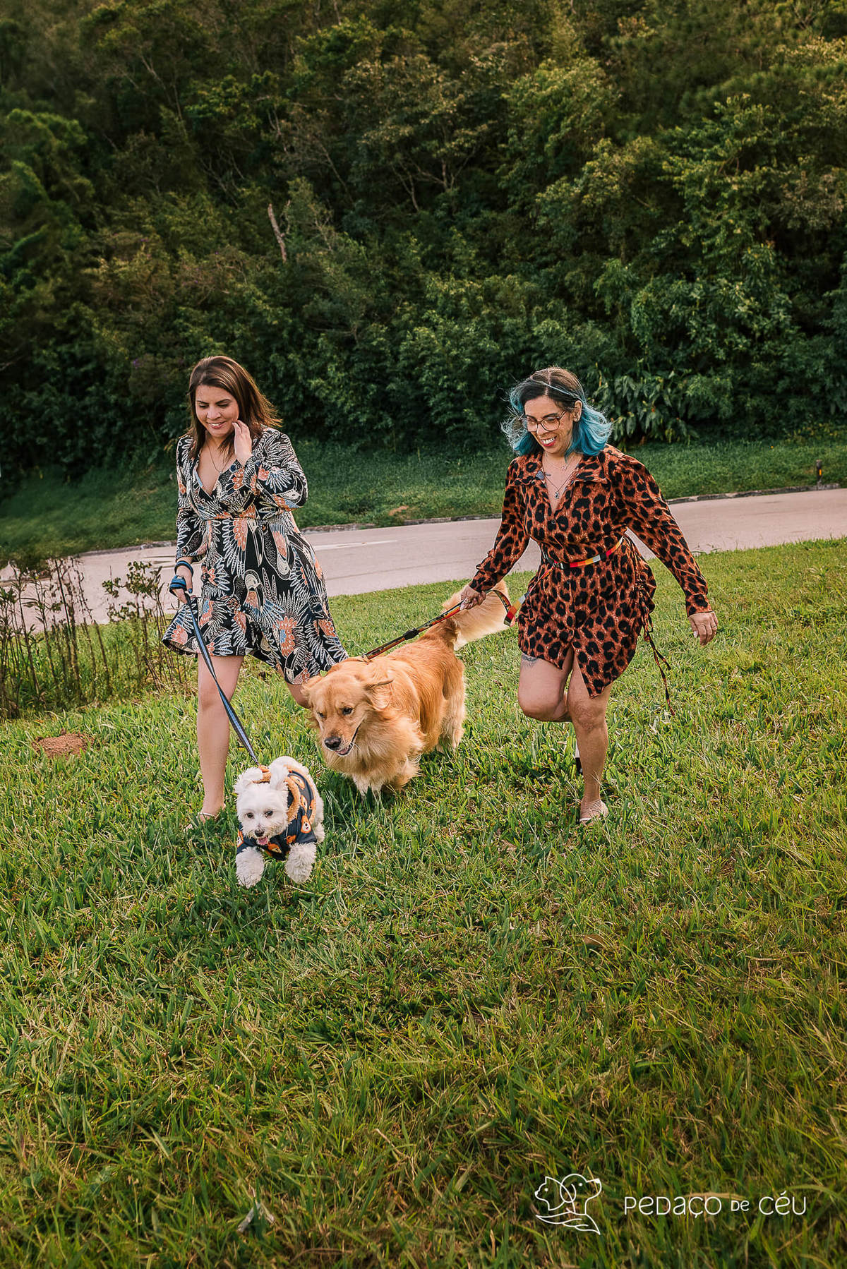 ensaio goldedn retriever teresopolis