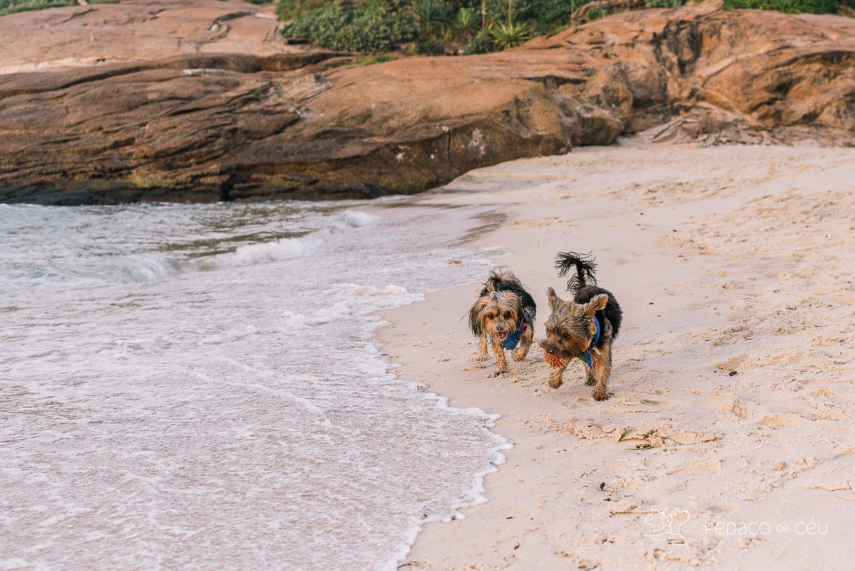 Ensaio yorkshire praia Arpoador