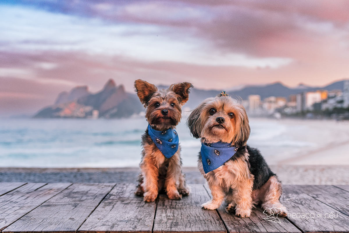 Ensaio yorkshire praia Arpoador