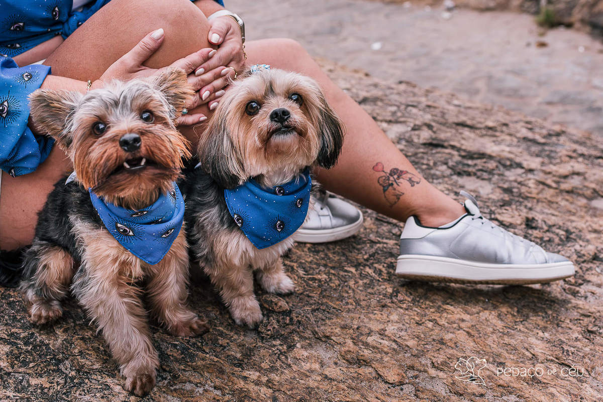 Ensaio yorkshire praia Arpoador