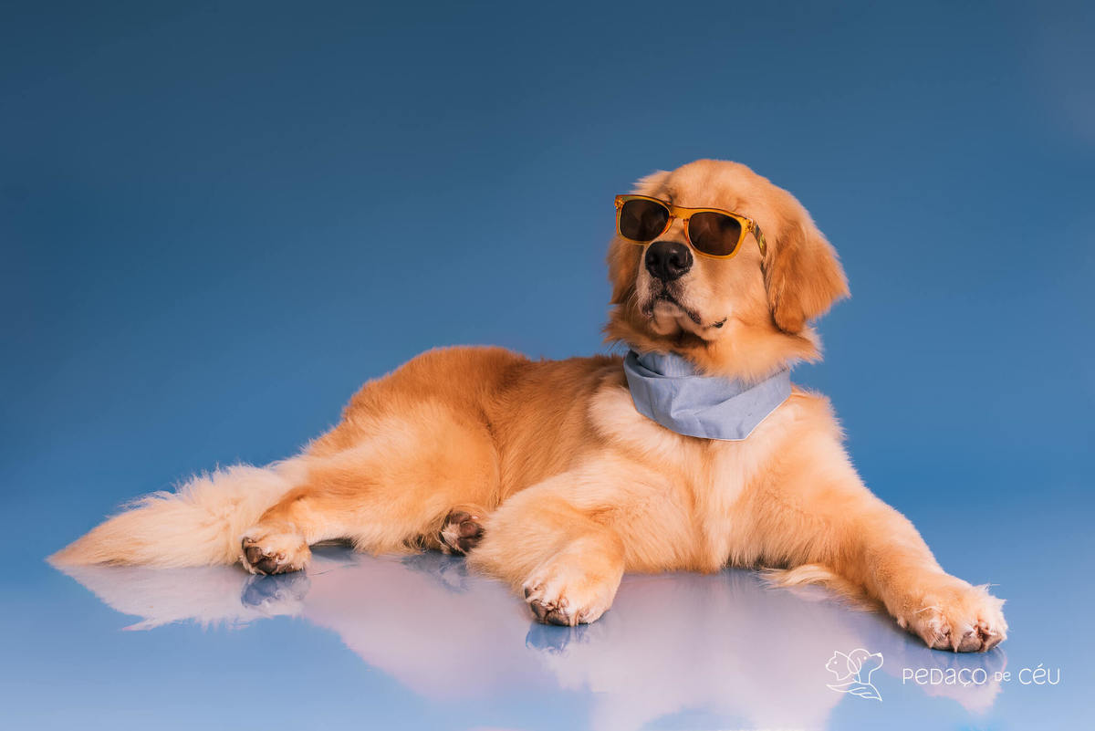 Cake Smash golden aniversário cachorro