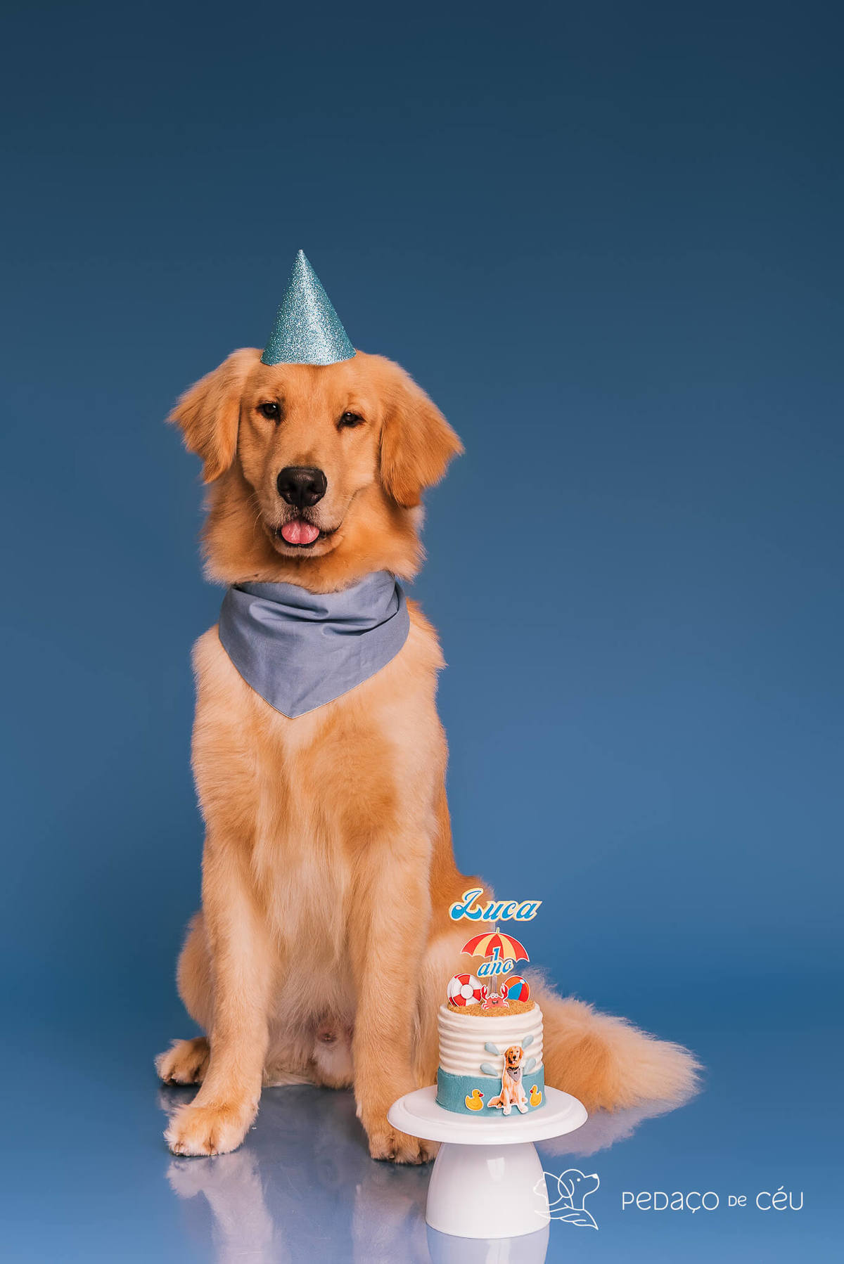 Cake Smash golden aniversário cachorro