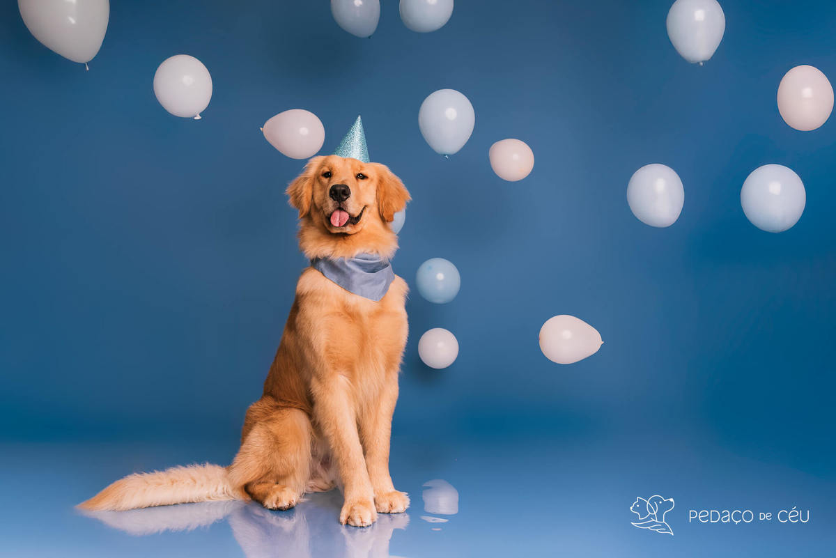 Cake Smash golden aniversário cachorro