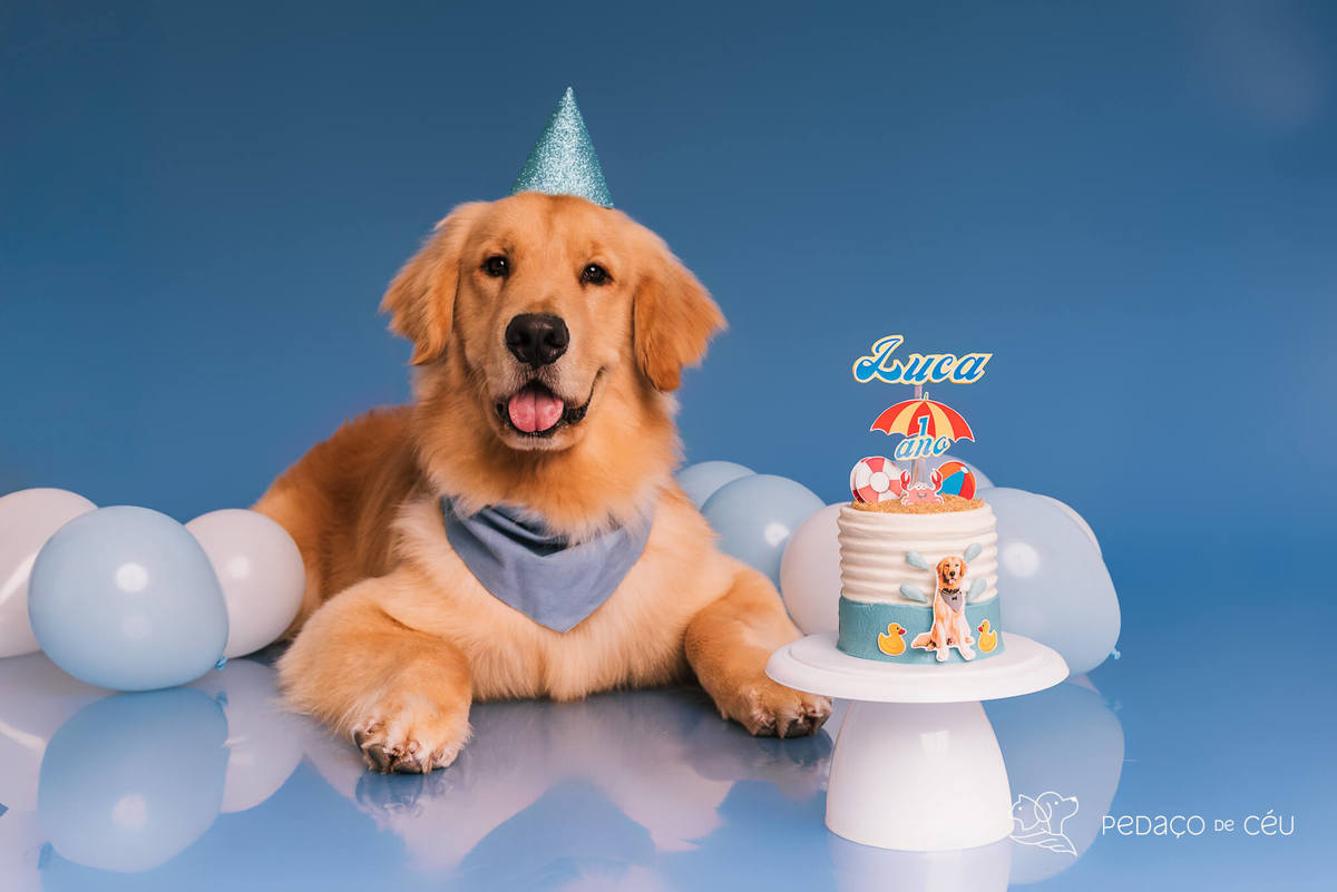 Cake Smash golden aniversário cachorro