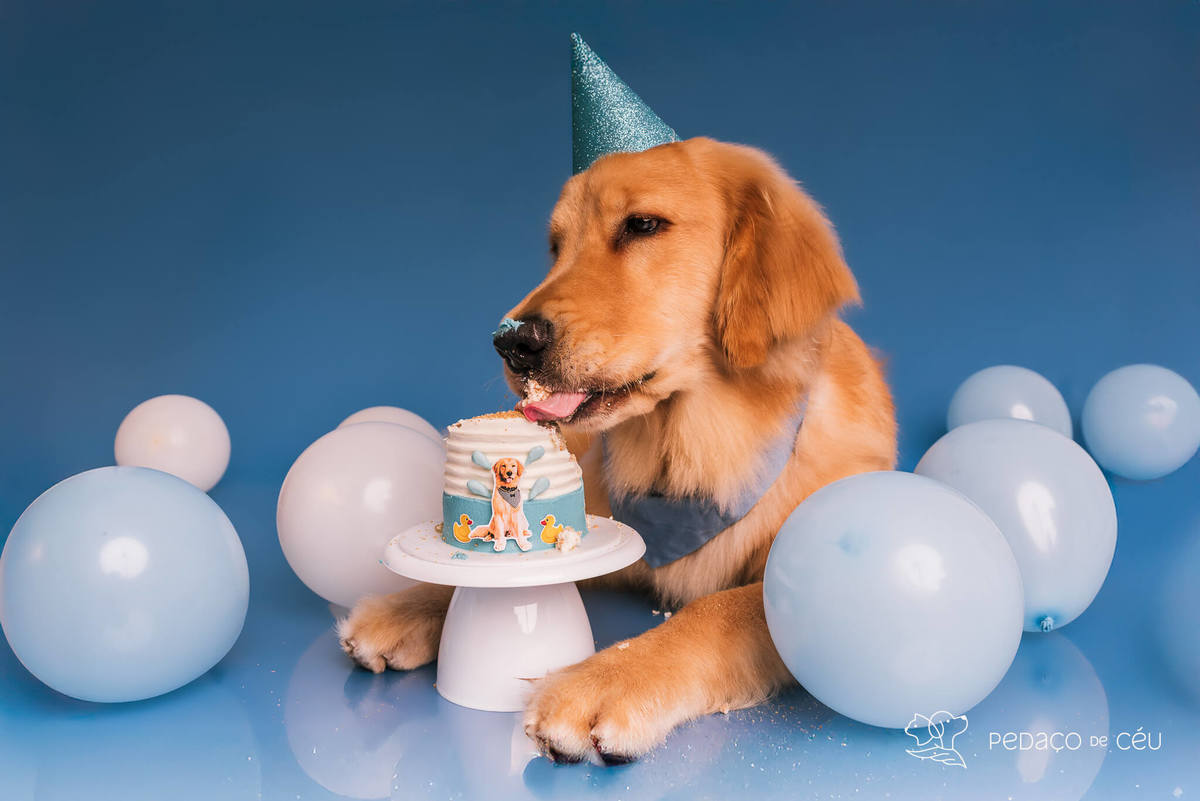Cake Smash golden aniversário cachorro comendo bolo