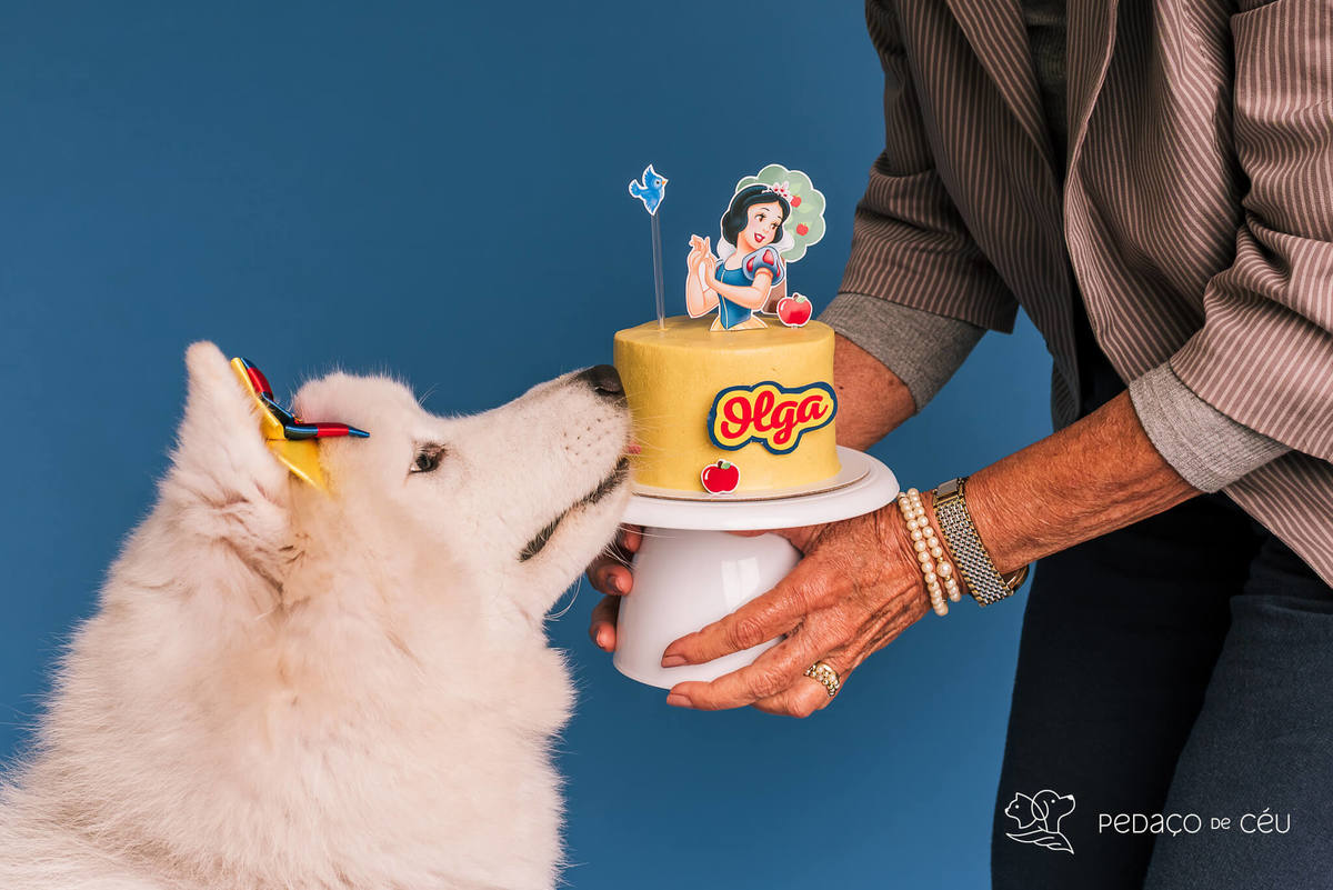 Ensaio de aniversário para pet - Foto Samoieda