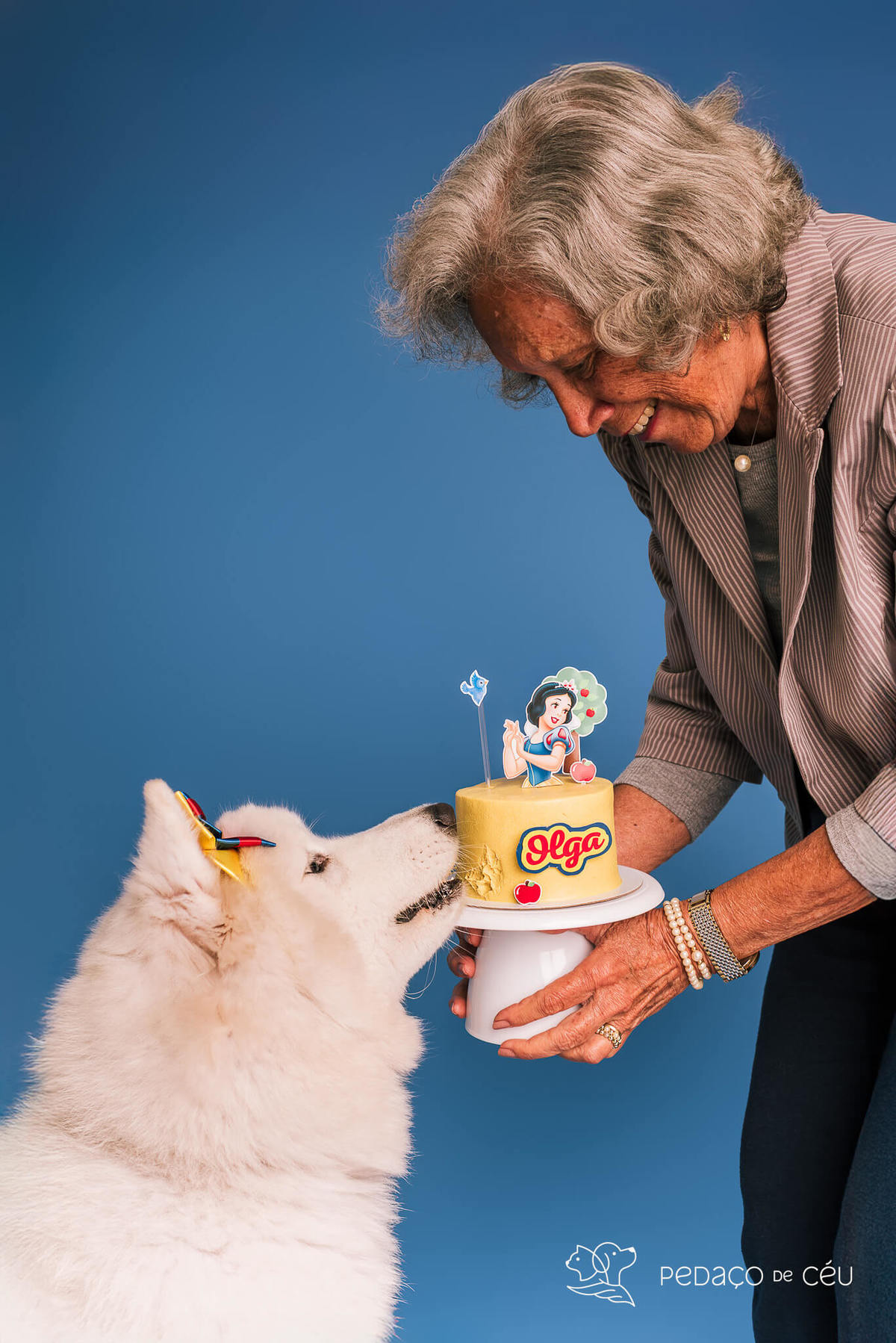 Ensaio de aniversário para pet - Foto Samoieda