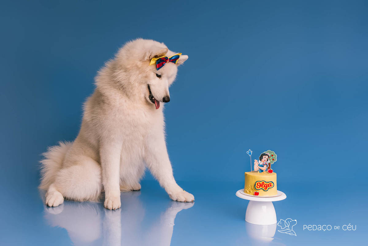 Ensaio de aniversário para pet - Foto Samoieda