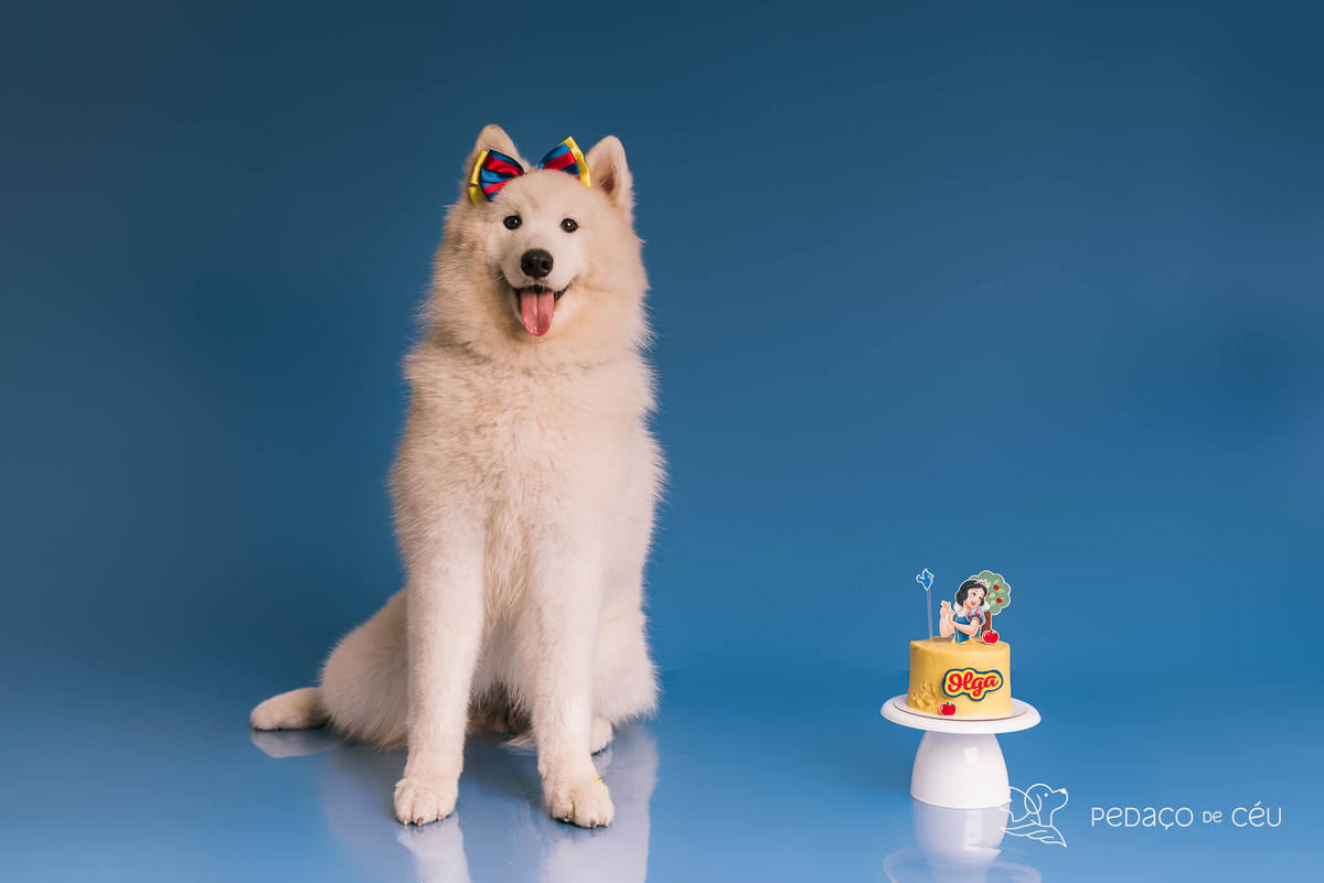 Ensaio de aniversário para pet - Foto Samoieda