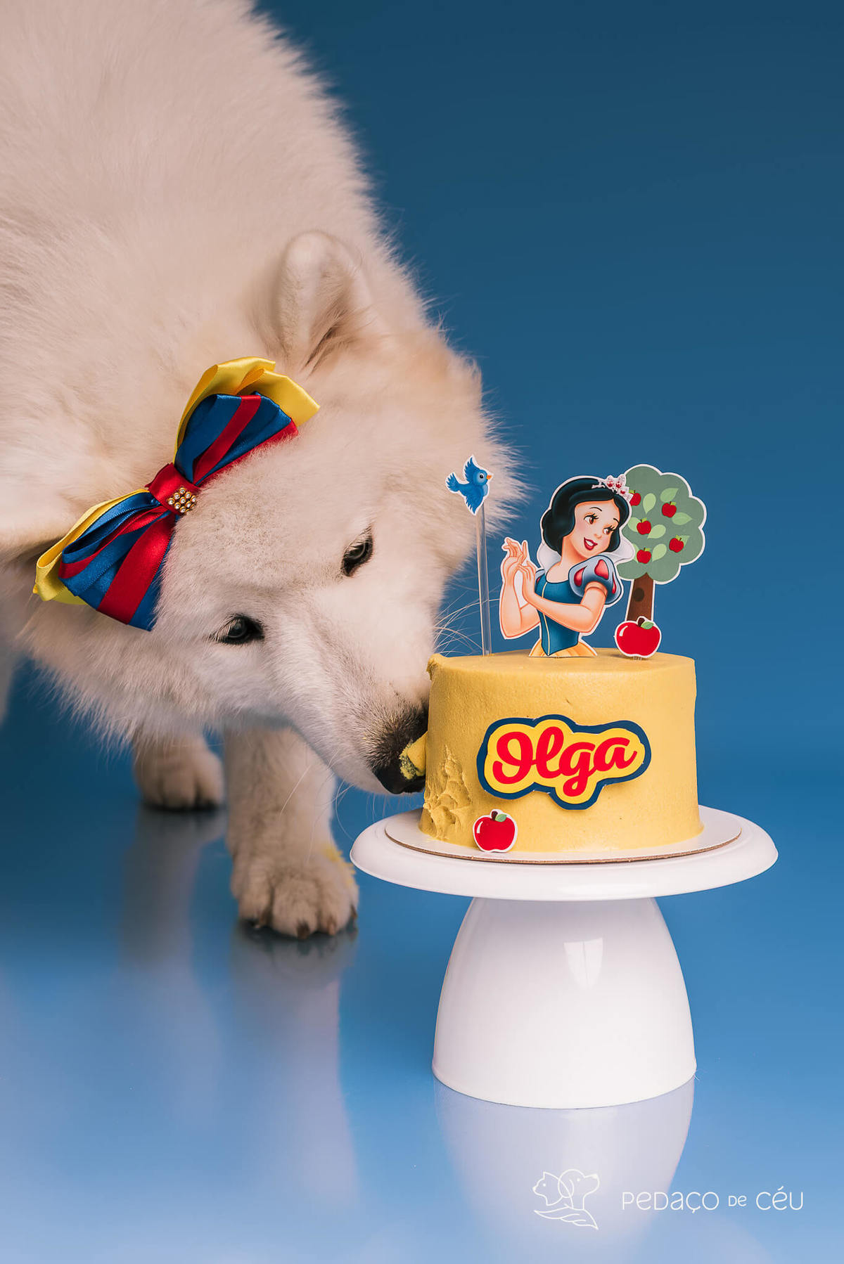 Ensaio de aniversário para pet - Foto Samoieda
