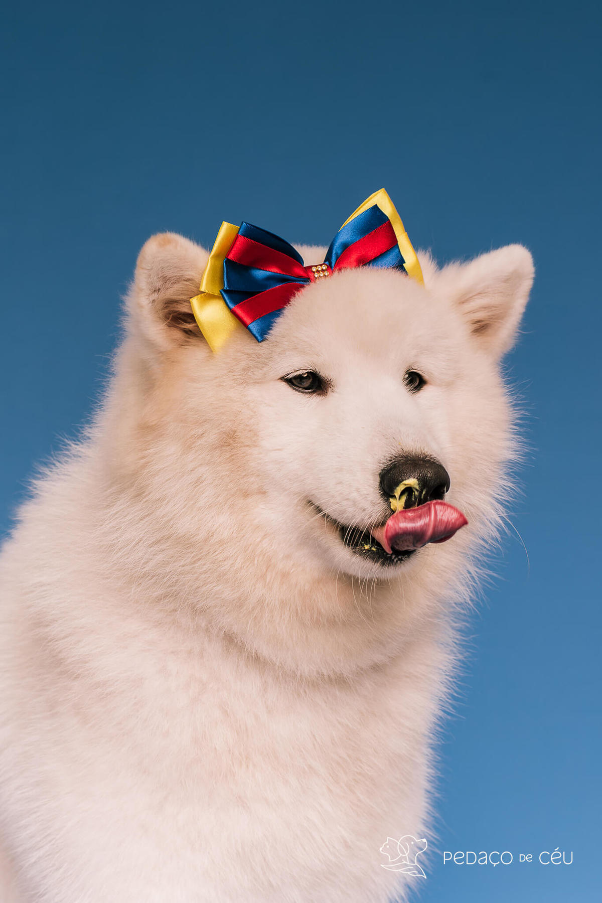 Ensaio de aniversário para pet - Foto Samoieda