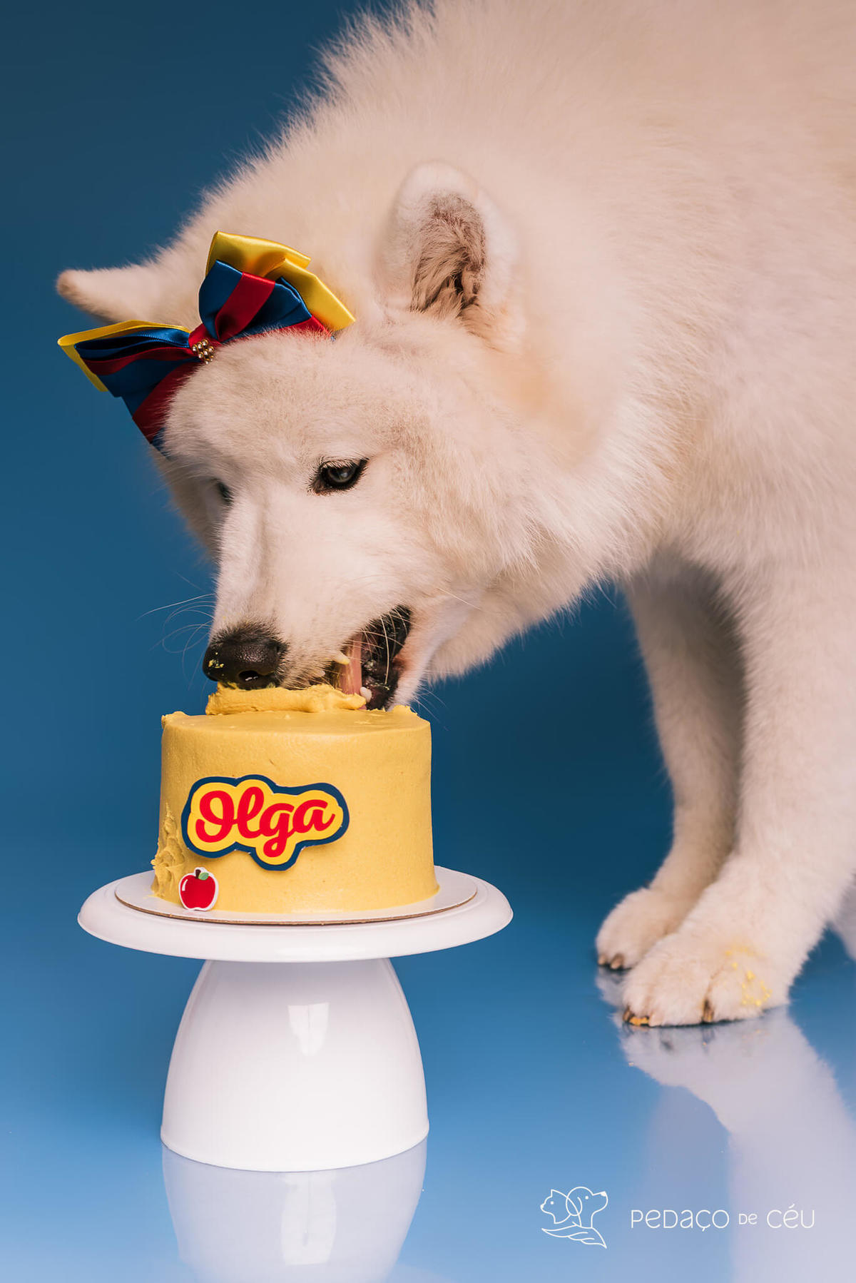 Ensaio de aniversário para pet - Foto Samoieda