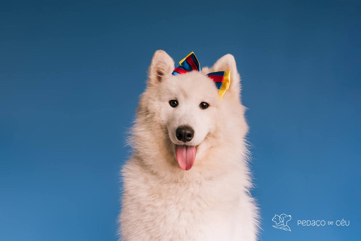 Ensaio de aniversário para pet - Foto Samoieda