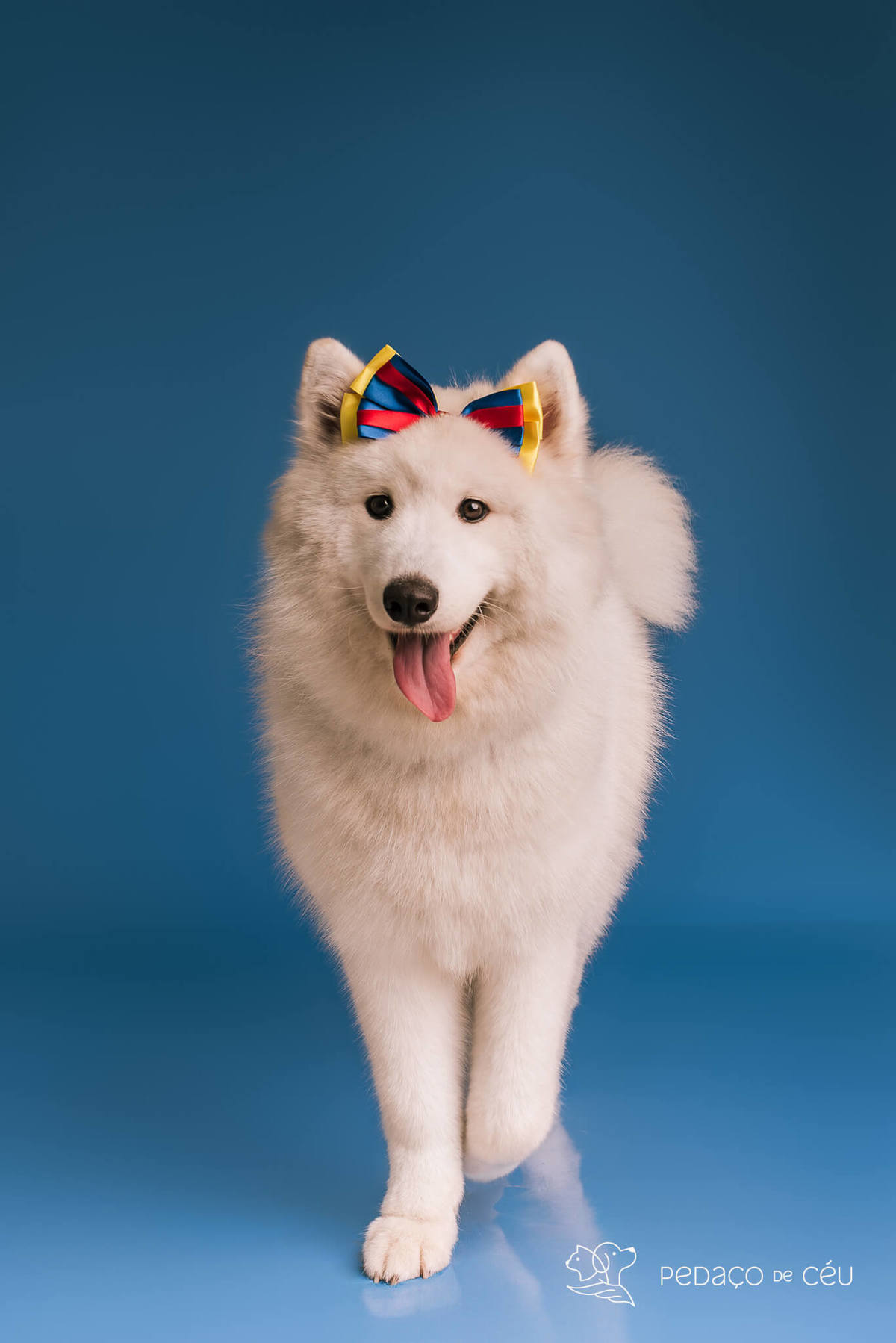 Ensaio de aniversário para pet - Foto Samoieda