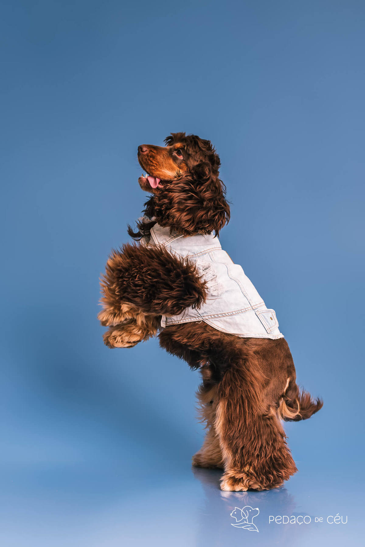 Ensaio de aniversario pet - foto Cocker spaniel