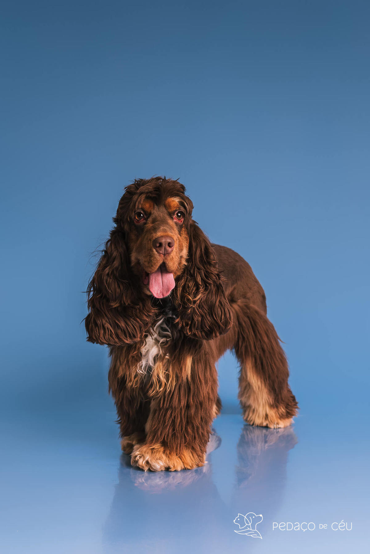 Ensaio de aniversario pet - foto Cocker spaniel