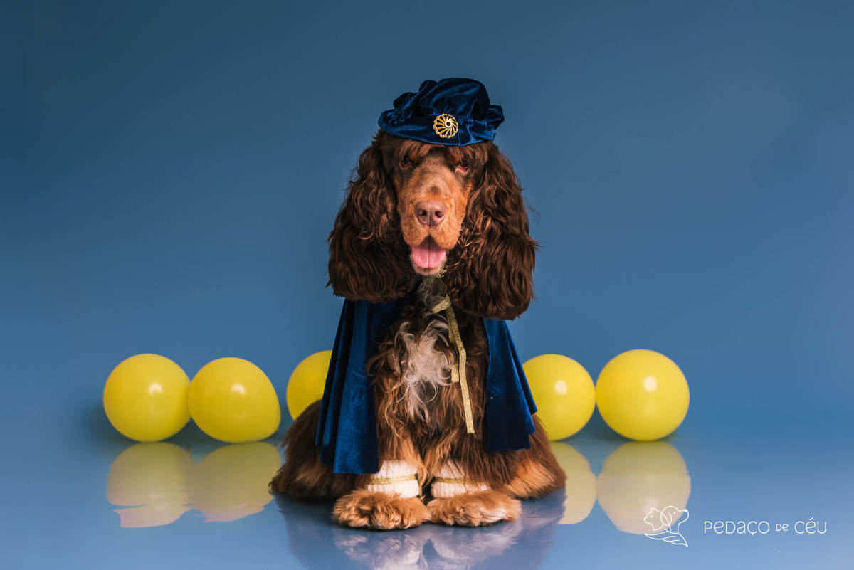 Ensaio de aniversario pet - foto Cocker spaniel